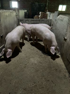 Cerdos de 7 Meses - 100/110 kg Canal - Lugo - imagen 1