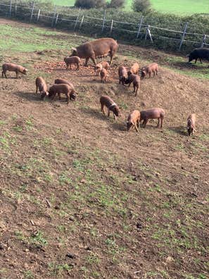 Cerditos al Destete - Raza Duroc - Asturias - imagen 1