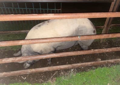 Cerdo Ibérico de Pura Raza - Criado en Montanera - imagen 1