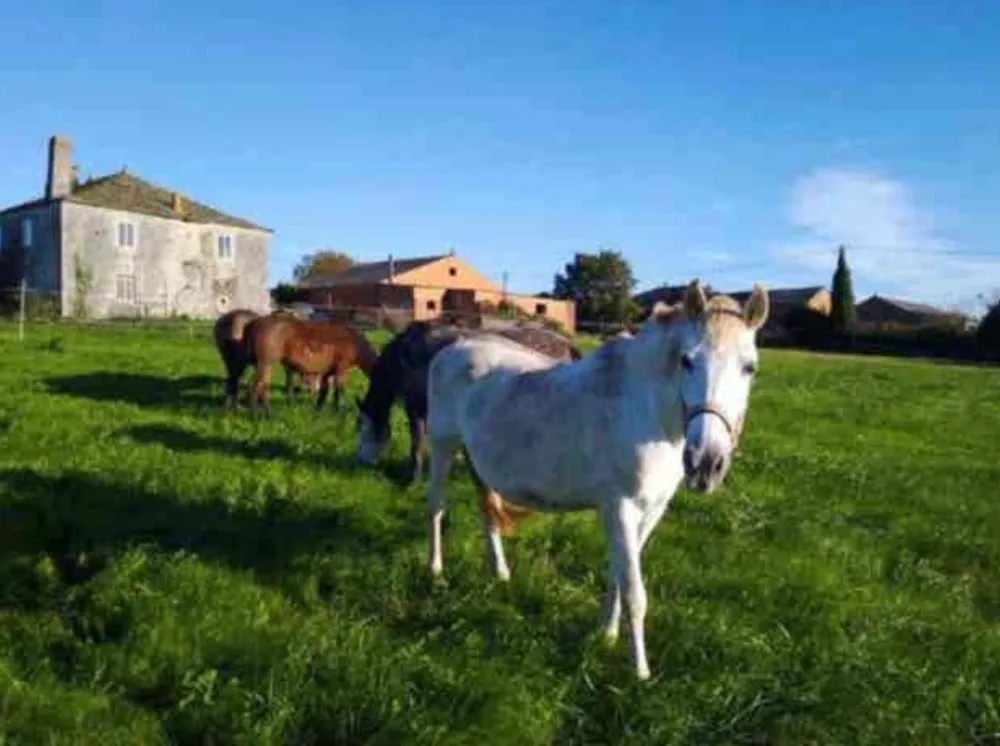 Se busca caballo en adopción o cesión