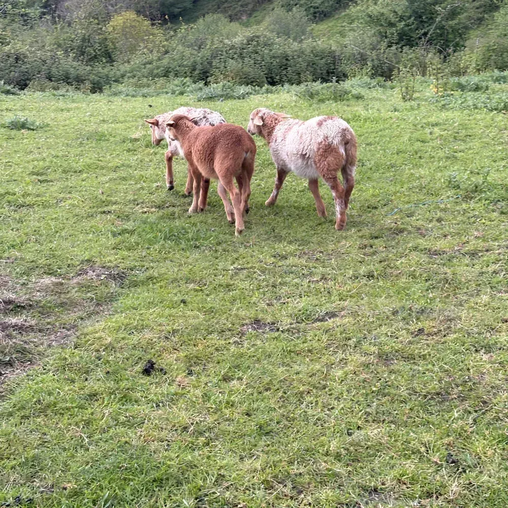 SE VENDEN OVEJAS CRUZADAS CON CRÍA 
