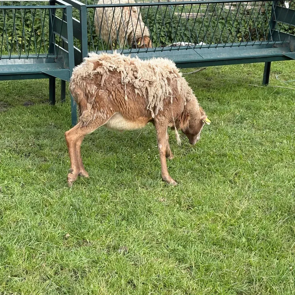 SE VENDE MACHO PELIBUEY PURO 