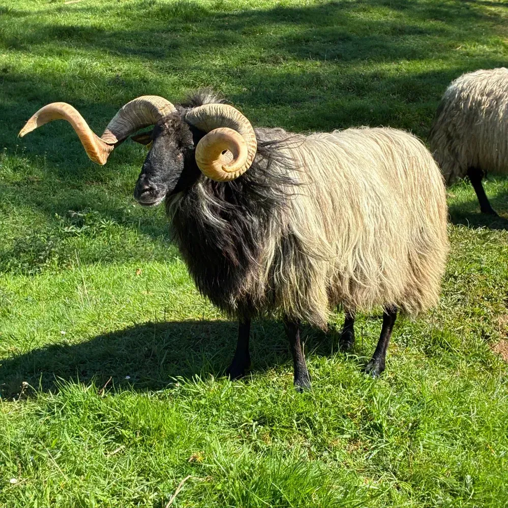 Cordero al destete para padre 