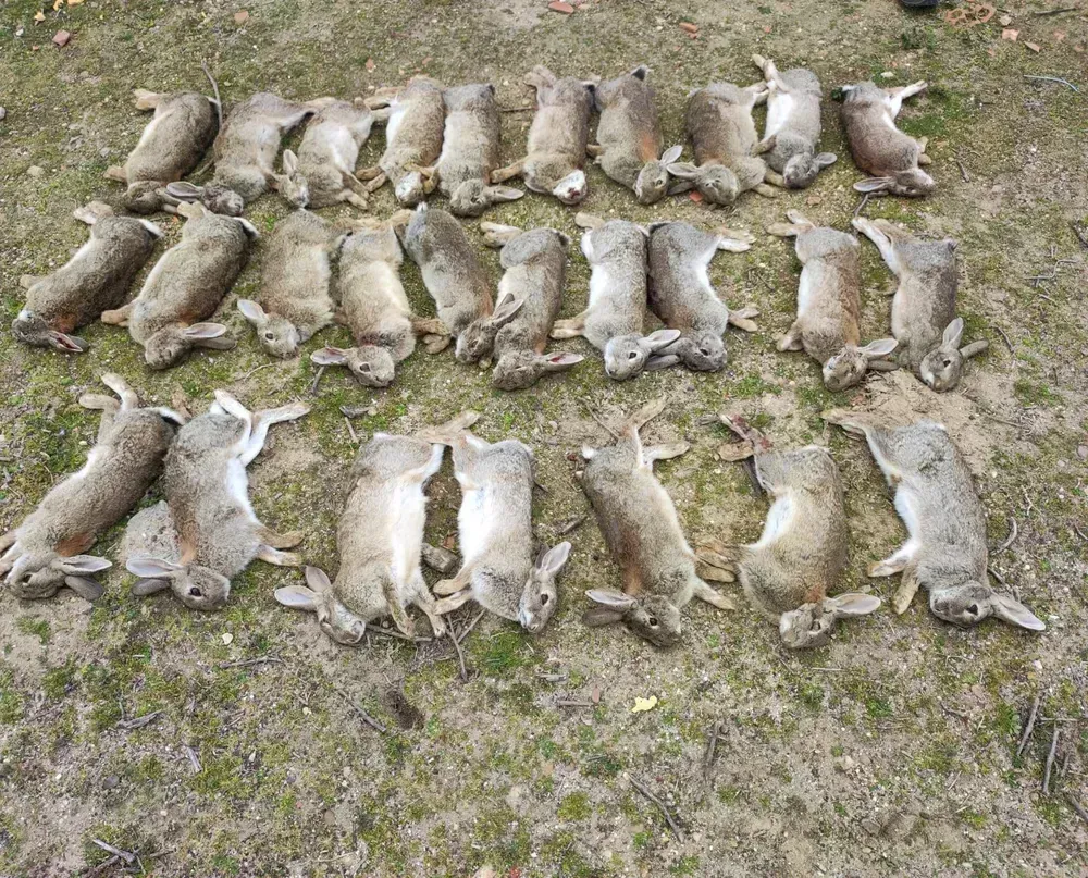 Controles Cinegéticos 