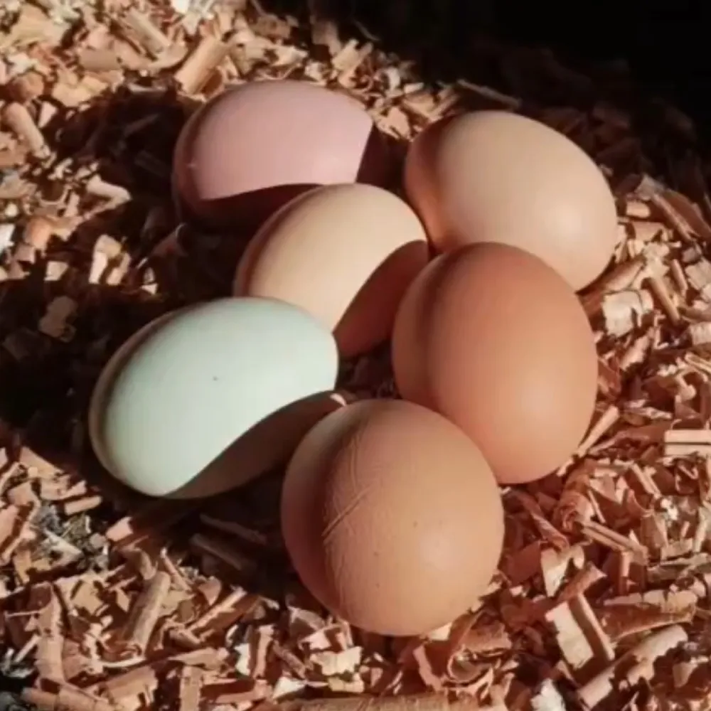 HUEVOS CAMPEROS CASEROS