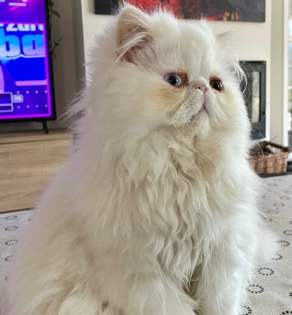 Persa ojos dispares se ofrece para montas 