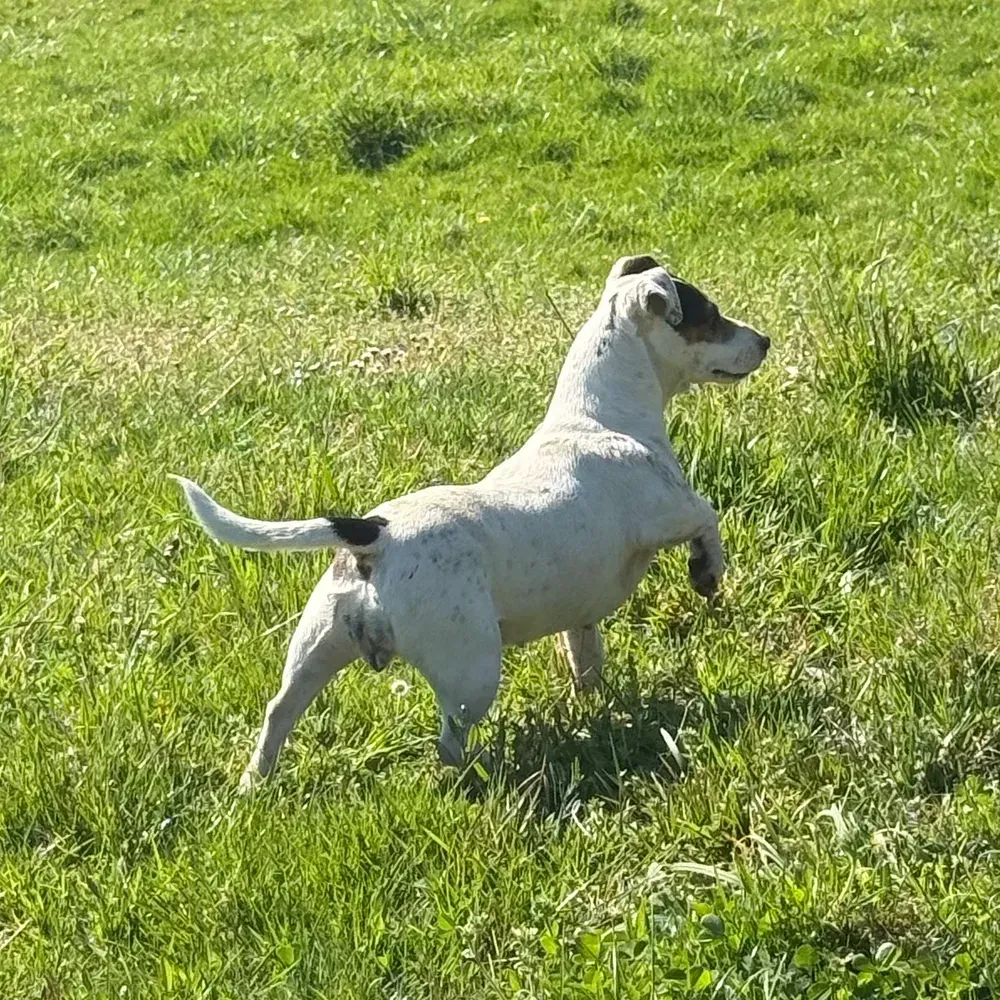 Cachorros Jack Russell