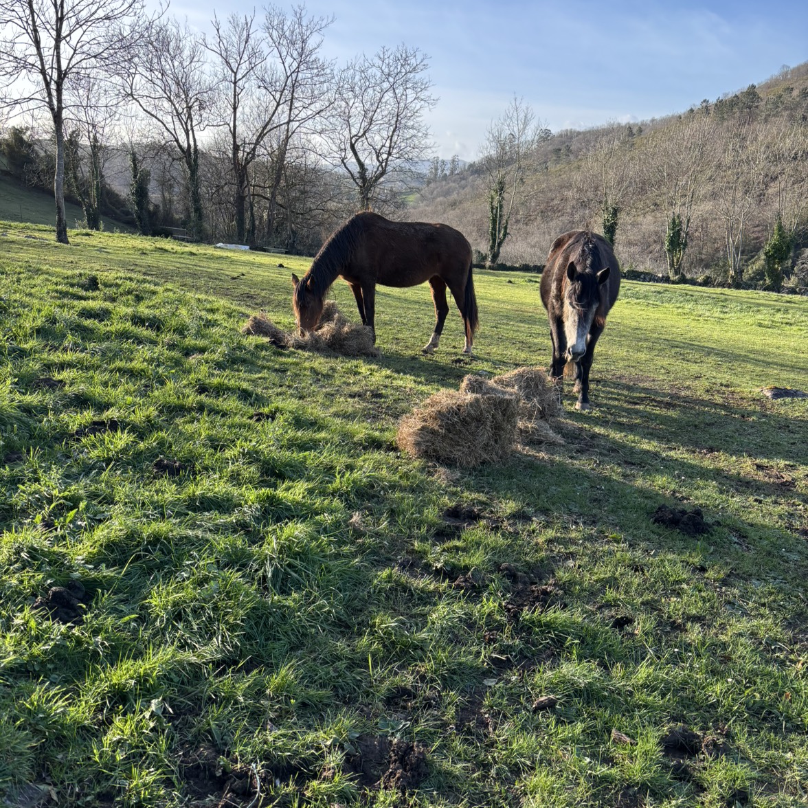 Yegua PRE - imagen 1