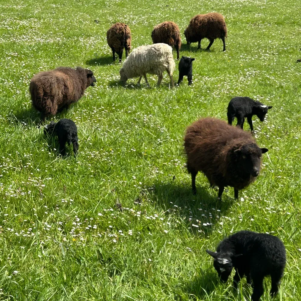 Ovejas enanas Ouessant