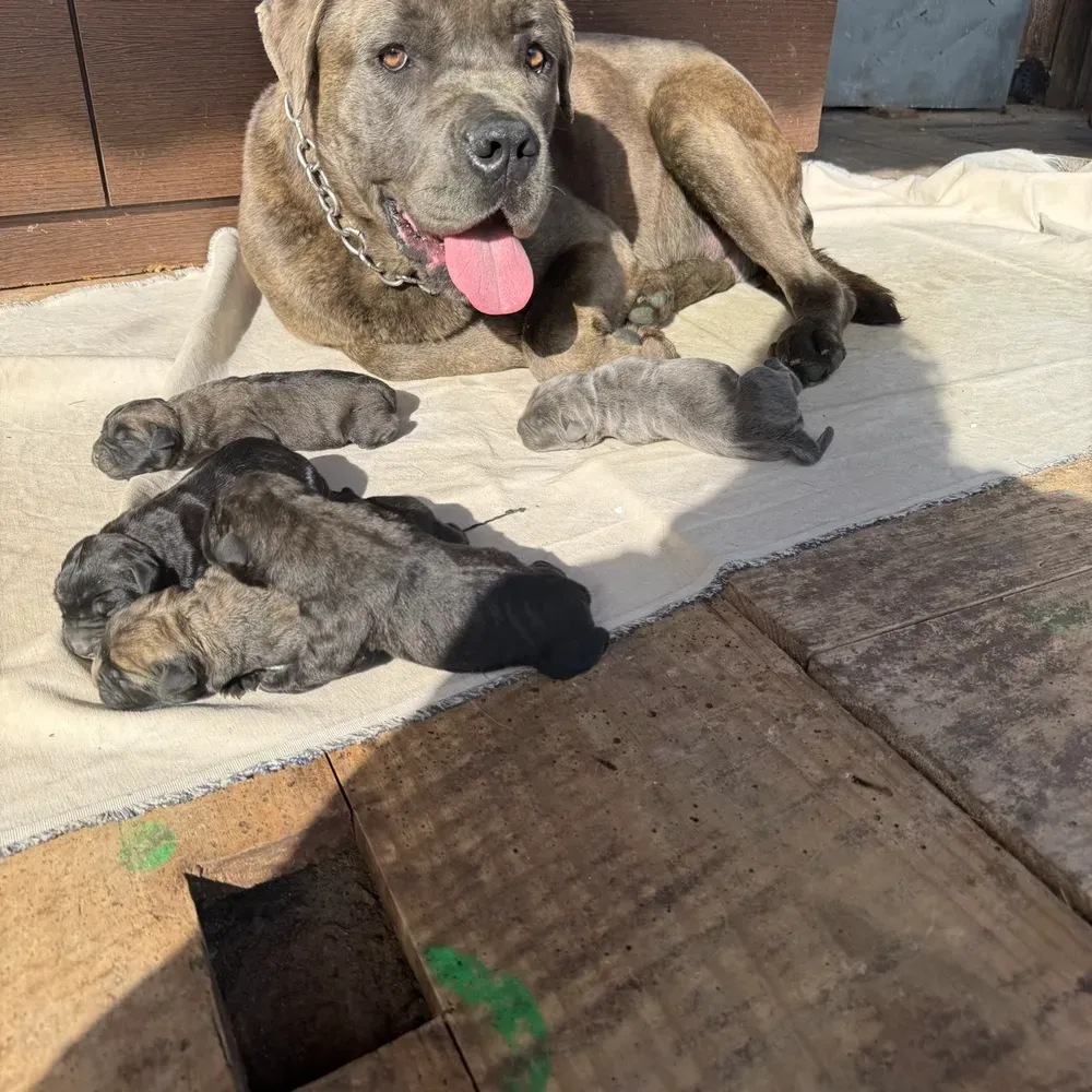 Cane corso