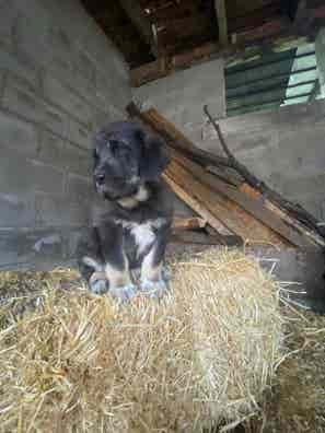 Ovejas en Venta - Consultar Precio - imagen 1