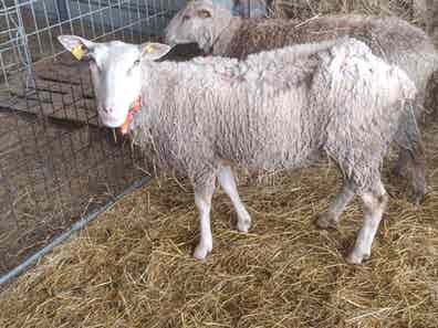 Oveja en Venta - Lugo - imagen 1