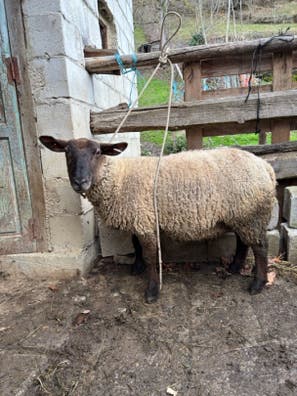 Oveja Preñada - 2 Años - imagen 1
