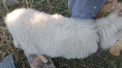 Oveja Ouessant - Machos Criados a Biberón - imagen 1