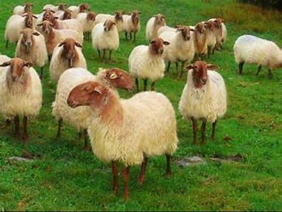 Busco Oveja Carranza o Adulta - imagen 1