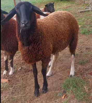 Oveja Assaf - Año y Medio - imagen 1