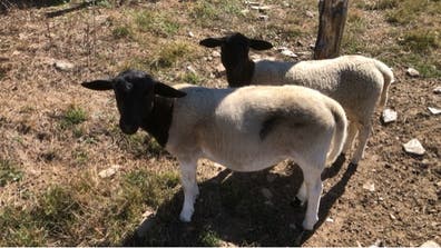 Oveja Dorper - Intercambio por Consanguinidad - imagen 1