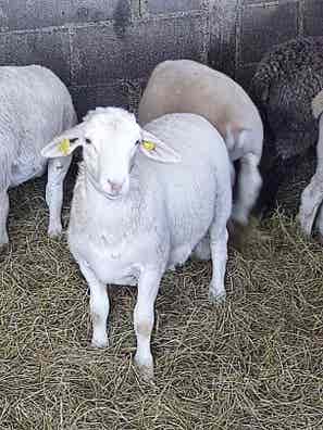 Oveja Dorper White - Machos Destetados - imagen 1