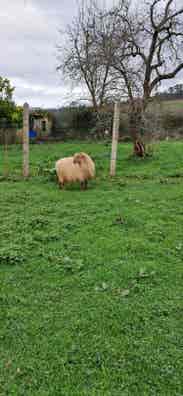 Oveja Lacha del Gorbea - En Vísperas de Parir - imagen 1