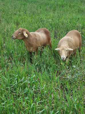 Ovejas Pelibuey de Pura Raza - Muy Seleccionadas - imagen 1