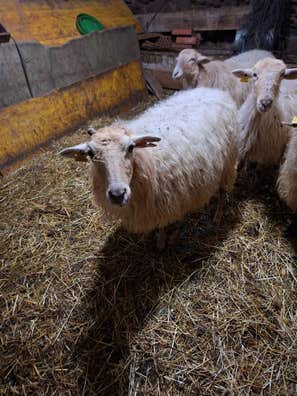 Oveja de 7 Años - A Punto de Parir