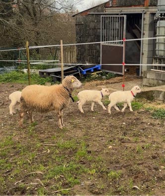 2 Ovejas Cruzadas con Corderos Incluidos - imagen 1