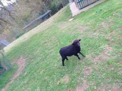 Ovejas Ouessant - Raza Enana Francesa - imagen 1