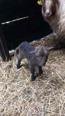 Carnero Raza Enana - Suances - imagen 1