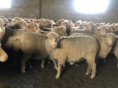 Rebaño de 300 Ovejas Fechas Puras - imagen 1