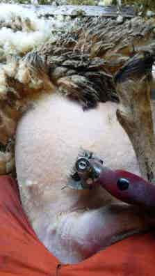 Servicio de Rapado de Ovejas - Galicia