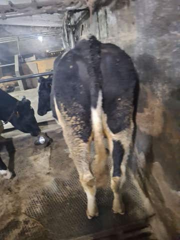 Novilla Frisona Preñada - 8 Meses - imagen 1