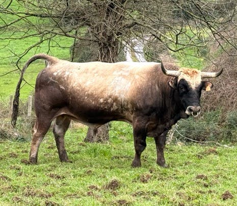 Novilla Asturiana de los Valles - 2 años - imagen 1