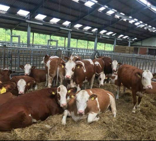 Novillas Fleckvieh de Élite - Líderes de Raza - imagen 1