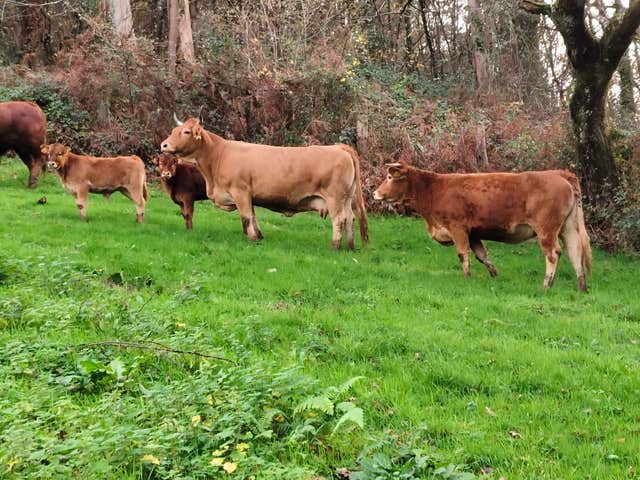 Vacas Asturianas y Cruzadas Limousin - imagen 1