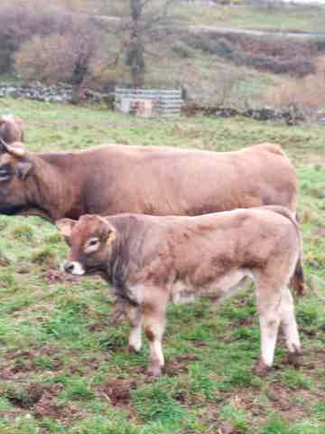 Novillas Recién Destetadas - 3 años - imagen 1
