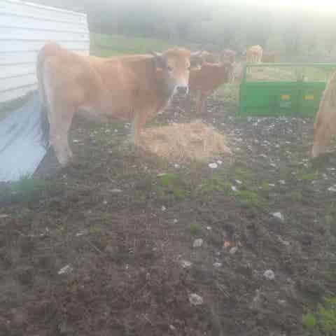 3 Novillas Asturianas para Toro - imagen 1