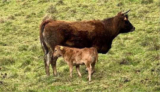 Asturiana de los Valles - 2º Parto con Cría - imagen 1
