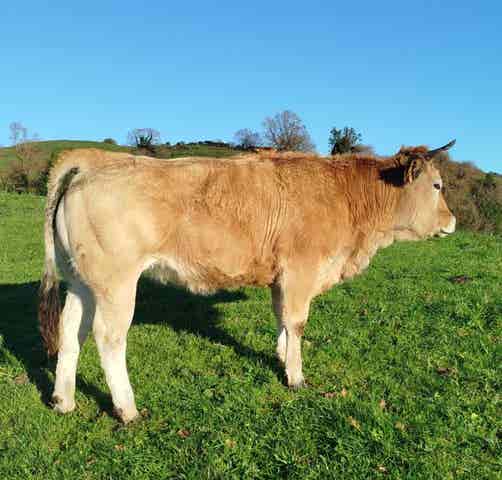 Novilla de 1.5 Años - Parte ASEAVA - imagen 1