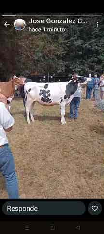 Novilla después de Parida - Camoca - imagen 1