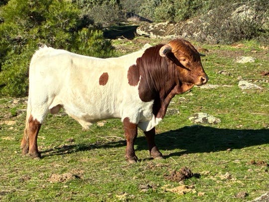 Toro Berrendo - imagen 1