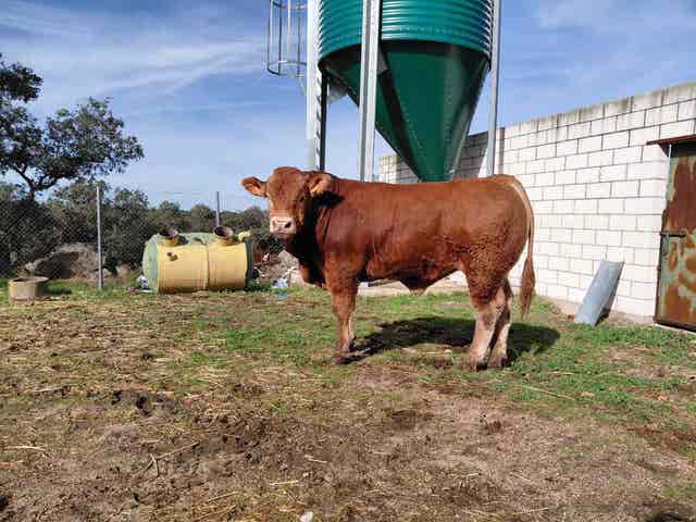 Novillos limusines - imagen 1