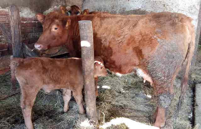 Novilla Angus Roja Parida con Ternera - imagen 1